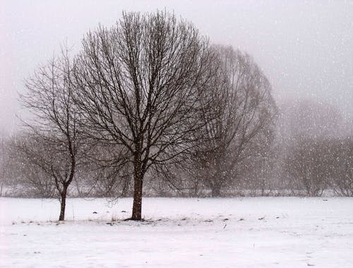 棕色的树木覆盖着雪 · 免费素材图片