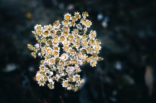 黄花浅焦点摄影 · 免费素材图片