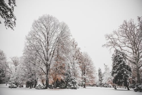 树木覆盖着雪的照片 · 免费素材图片