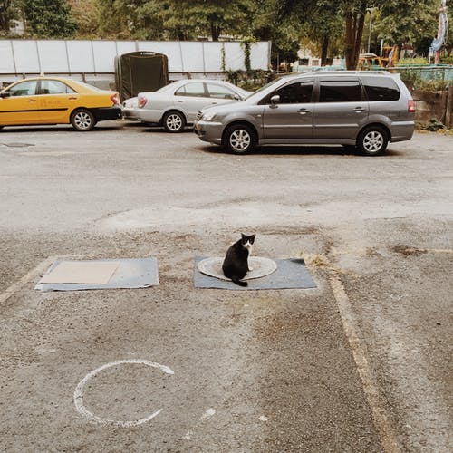 黑白猫在垫子上的距离 · 免费素材图片