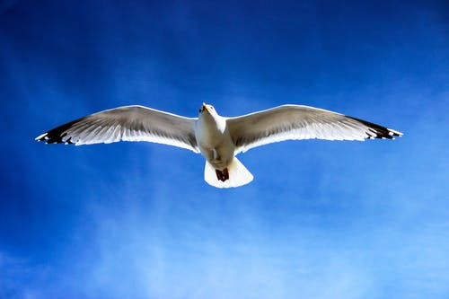 白海鸥在天空飞翔 · 免费素材图片