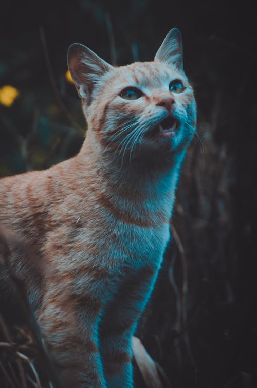 短涂橙色虎斑猫 · 免费素材图片