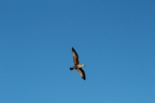 飞翔的海鸥 · 免费素材图片