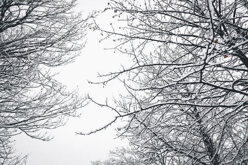 冬季裸树的低角度摄影 · 免费素材图片