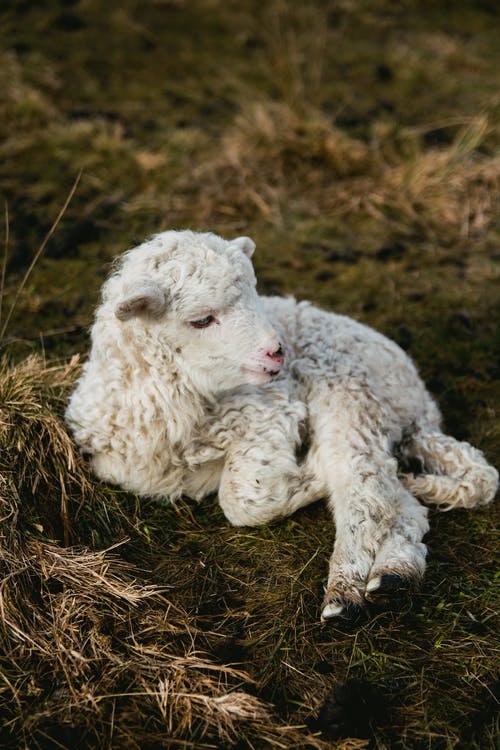 干草上的白色小羊的选择性摄影 · 免费素材图片