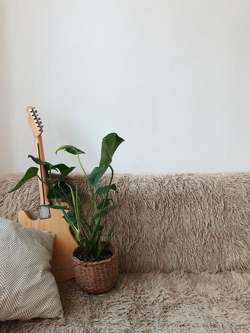 沙发上的棕色电吉他旁边的绿叶植物 · 免费素材图片