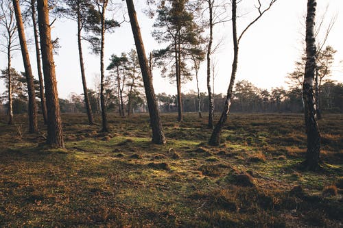 森林风景 · 免费素材图片