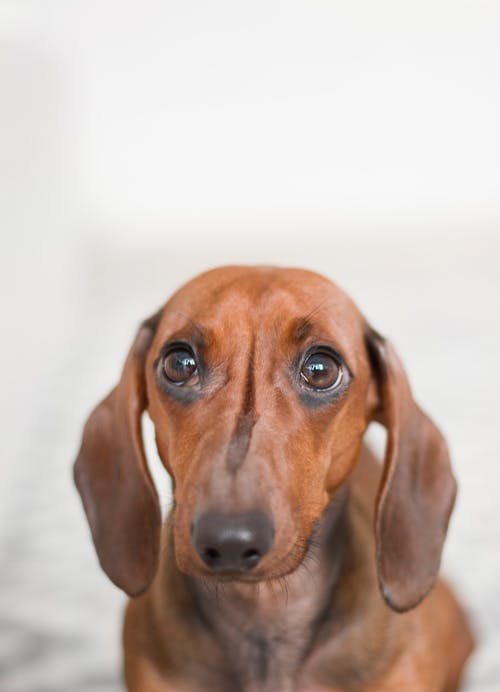 红腊肠狗的特写照片 · 免费素材图片