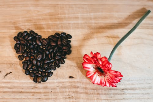 靠近咖啡豆的红色花瓣花的照片 · 免费素材图片