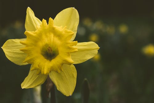 黄水仙花的特写摄影 · 免费素材图片