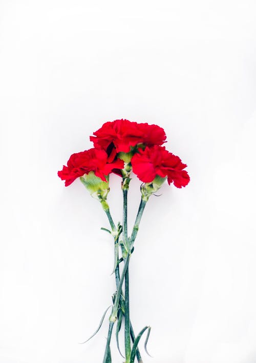 红色康乃馨的平面摄影 · 免费素材图片