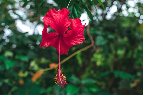 红芙蓉花的选择性聚焦摄影 · 免费素材图片