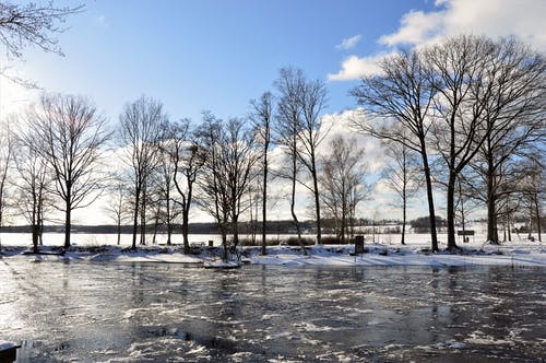 棕色的树，在洁白的雪地上 · 免费素材图片