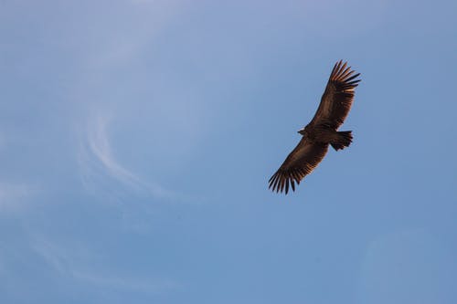 猎鹰飞行 · 免费素材图片
