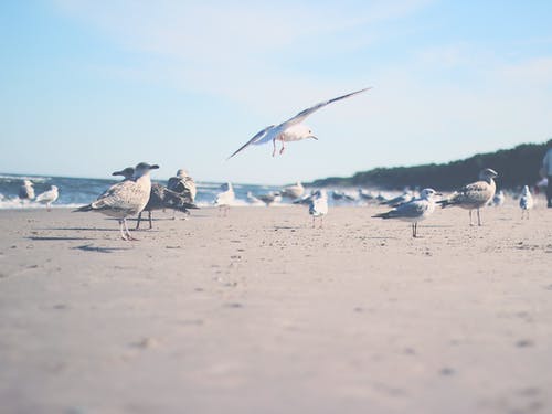 的照片ofgseagulls · 免费素材图片