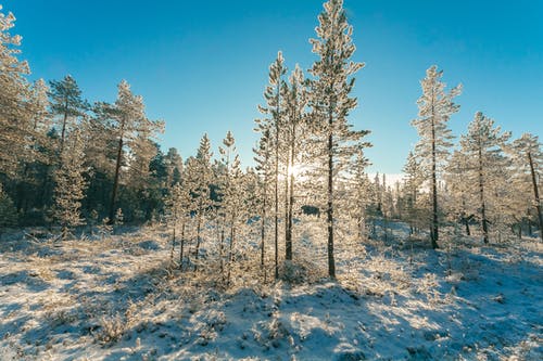绿树与雪 · 免费素材图片