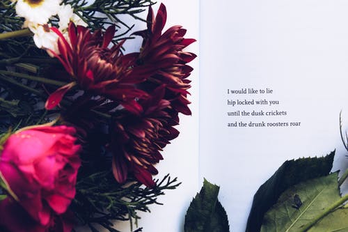 红色雏菊和粉红玫瑰与文本覆盖 · 免费素材图片