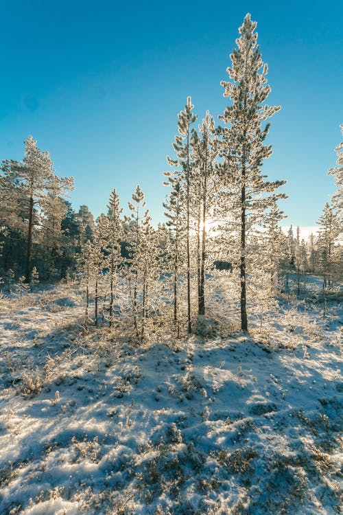 雪覆盖森林在湛蓝的天空下 · 免费素材图片