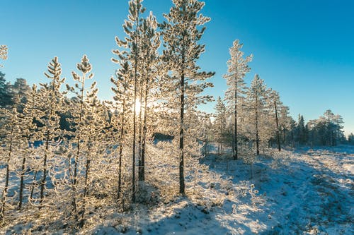 松树树场与雪 · 免费素材图片