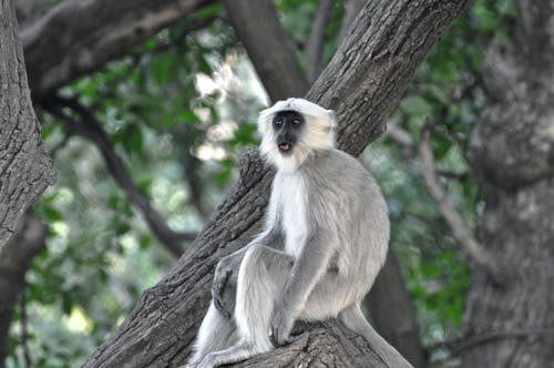 灰色和白色猴子在树枝上 · 免费素材图片
