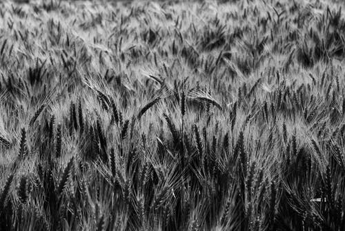 小麦数码墙纸的灰度 · 免费素材图片