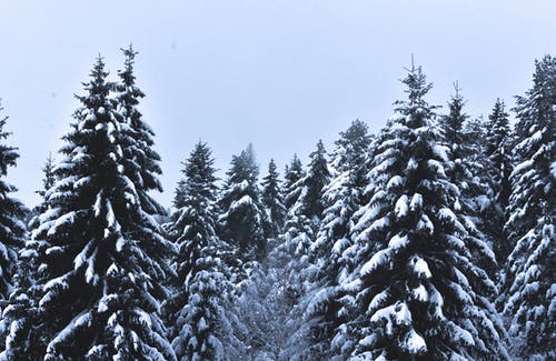积雪覆盖的松树在多云的天空下 · 免费素材图片