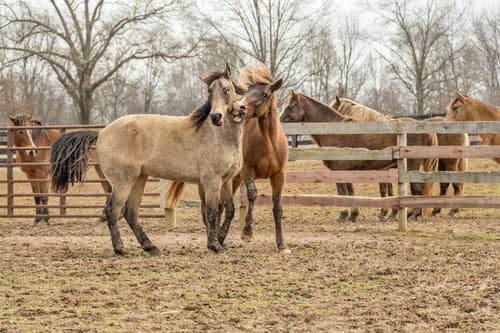 在木栅栏旁边的两匹棕色的马 · 免费素材图片