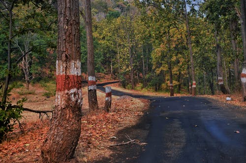 树木环绕的道路 · 免费素材图片