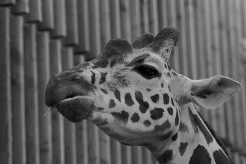 长颈鹿的灰度照片 · 免费素材图片