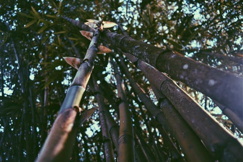 竹子的蠕虫视角 · 免费素材图片