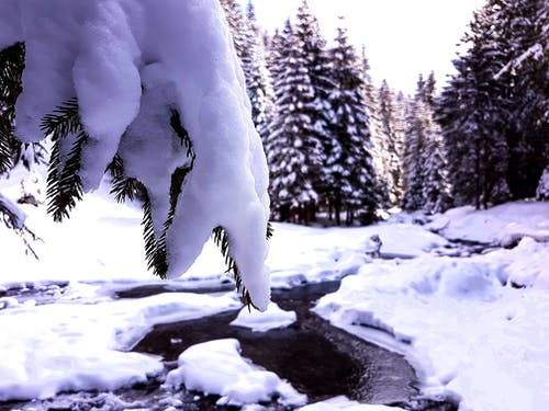 雪覆盖树 · 免费素材图片