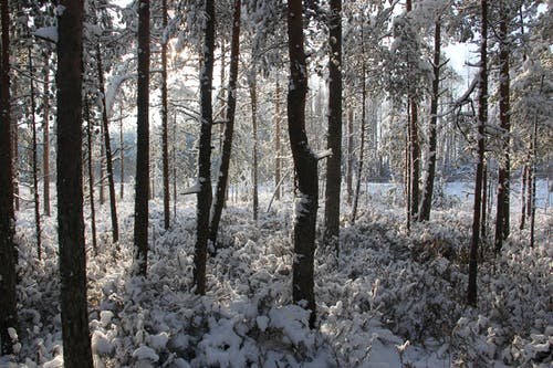 被雪覆盖的森林照片 · 免费素材图片