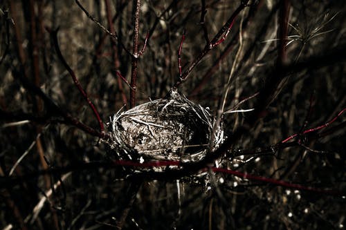 近摄摄影鸟巢 · 免费素材图片