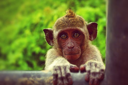 棕色的猴子，拿着黑色的金属棒 · 免费素材图片