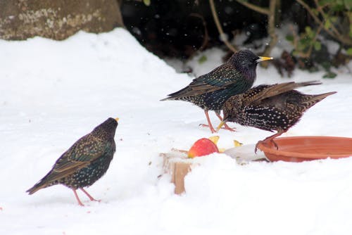 被雪包围的地面上的三只鸟 · 免费素材图片
