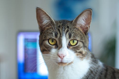 银色虎斑猫的浅焦点摄影 · 免费素材图片