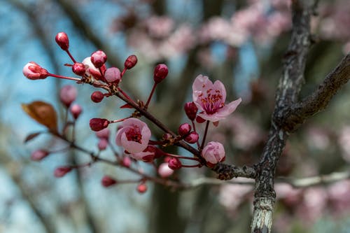 粉色樱花选择性聚焦照片 · 免费素材图片
