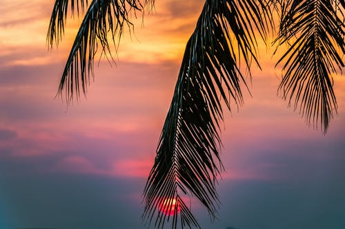 太阳在日出覆盖着椰子树 · 免费素材图片