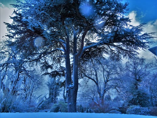 低角度摄影的树木覆盖着雪 · 免费素材图片