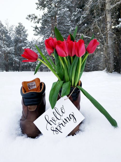 雪天气期间，棕色皮靴上的红色花束 · 免费素材图片