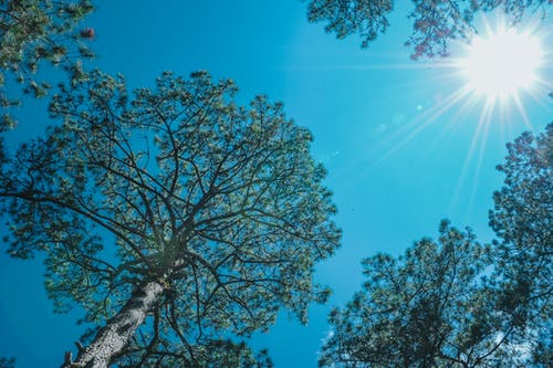 阳光下的树木 · 免费素材图片