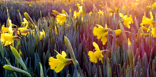 黄色花朵覆盖的田野的风景摄影 · 免费素材图片