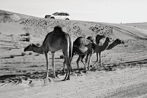 沙漠中的三个骆驼的灰度摄影 · 免费素材图片