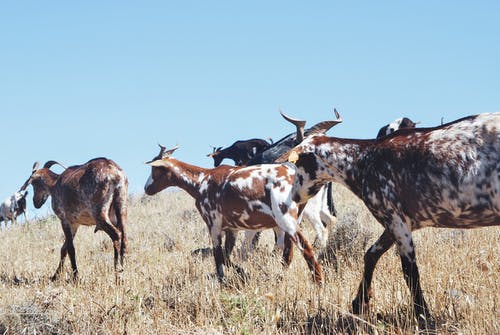 山羊在草地上的牛群 · 免费素材图片