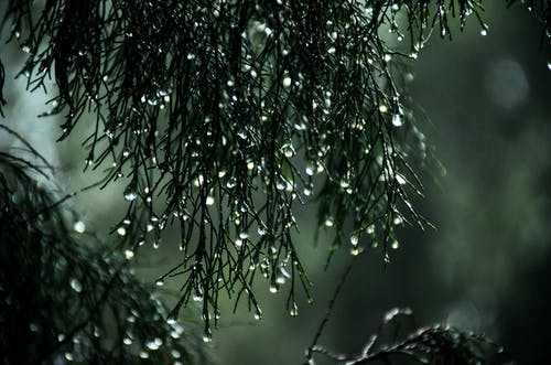 湿树叶的特写摄影 · 免费素材图片