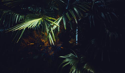 棕榈树 · 免费素材图片