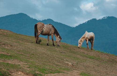 两匹马在青山上吃草 · 免费素材图片