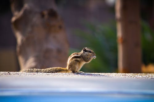棕色松鼠的浅焦点摄影 · 免费素材图片