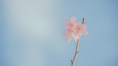 粉色花瓣花的风景摄影 · 免费素材图片
