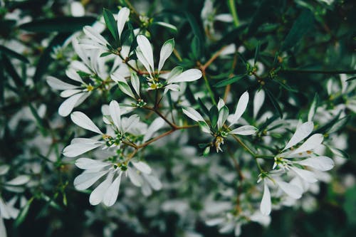 白色花瓣花的选择性焦点照片 · 免费素材图片